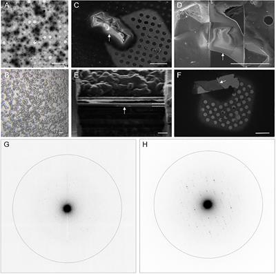 A Workflow for Protein Structure Determination From Thin Crystal Lamella by Micro-Electron Diffraction